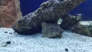 Flathead attacking bait fish in fish tank [upl. by Herwin837]