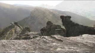 Fell Running on Sharp Edge Blencathra [upl. by Iruahs591]