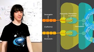 Desmosomes Structure and Functions [upl. by Ahseinar]