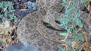 Rattlesnakes drinking in August [upl. by Ytsanyd]