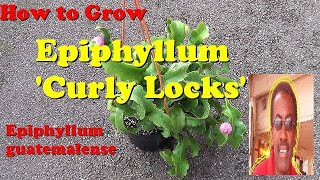 The Plant Traveller How to Grow Epiphyllum Curly Locks [upl. by Auqinahs]