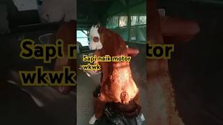 Ngadi Ngadi Sapi naik motor nguys l fypシ゚viral reels lucu [upl. by Mrots]