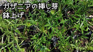 0523 4月に挿したガザニアがそろそろ開花しそうなので、鉢上げしました。 [upl. by Christen]