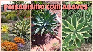 Agave no paisagismo🥰🌿🌱 [upl. by Annehs]