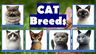 Flashcards Cat Breeds [upl. by Kiernan]