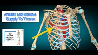 Arterial and Venous Supply To Thorax I Human Anatomy Tutorial [upl. by Lampert]