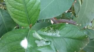 citrus leaves curling and turning yellow 480 969 8808 Warners Tree Surgery [upl. by Eedyaj372]