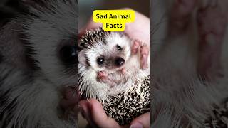 Animal FactsGroundhogday was Hedgehog hedgehog animalfacts [upl. by Namrej]