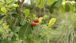 Devadaru Plant with Fruits  Common Names in English are Red Cedar and The Bastard sandal [upl. by Masson]