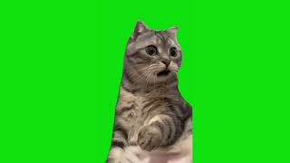 Shocked Cat Meme Green Screen Chroma Key Template [upl. by Jobi]