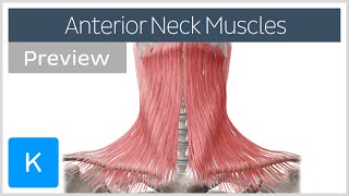 Anterior neck muscles preview  Human Anatomy  Kenhub [upl. by Georgie283]