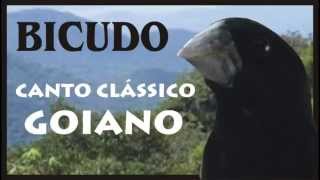 Bicudo Canto Goiano Clássico  Canto de pássaros silvestres [upl. by Claude]