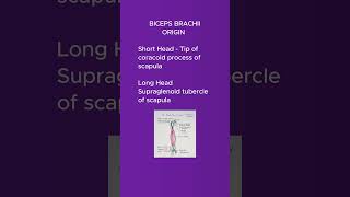 The biceps brachii muscle shortsvideo [upl. by Rochette]