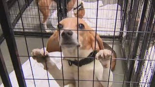 Beagles up for adoption after thousands freed from breeding facility [upl. by Llerryt259]