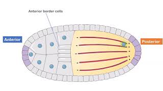 Early Embryogenesis in Drosophila  Animation Video [upl. by Noirod953]