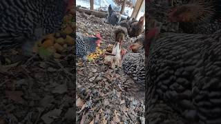 Chicken Composting System Turkey and Deer composting permaculture backyardchickens [upl. by Haimerej]