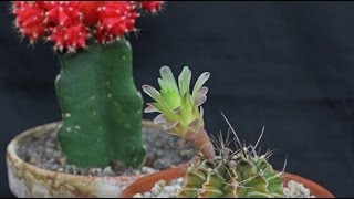 Gymnocalycium mihanovichii  Erdbeerkaktus Moon Cactus [upl. by Tadashi]