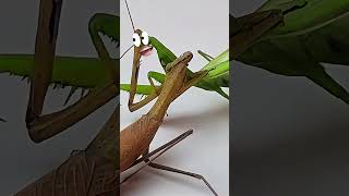 Mantis vs Mantis Epic Battle mantis [upl. by Iona]