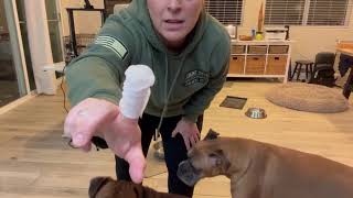 Review of Dog Ear Finger Wipes [upl. by Gnouc]