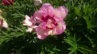 Paeonia Pastel Splendor [upl. by Eldnar]