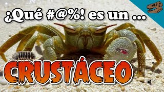 ¿Qué  es un CRUSTÁCEO  Y ¿son los insectos crustáceos [upl. by Caralie]