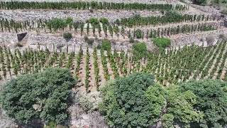 180° View of Vigna Cappero [upl. by Eleynad]