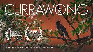 Currawong  a poetic short film and nature documentary [upl. by Gerrilee430]