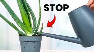 I Stopped Killing Aloe Vera Once I Knew This [upl. by Yennor812]