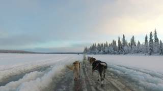 A relaxing view from the sled  Husky Dog Sledding [upl. by Atrebla]