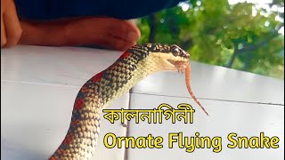 কালনাগিনী  Ornate Flying Snake [upl. by Tod]