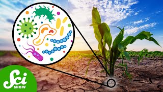 How Can Microbes Protect Crops From Drought [upl. by Rehsa]