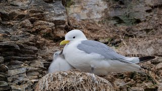 Kittiwake colony  Ekkerøy Norway [upl. by Quackenbush]