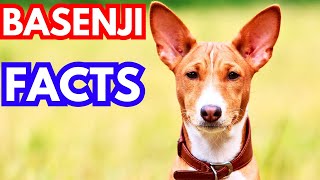 Basenji  Top 10 Facts [upl. by Fulmer]