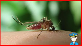 ¿Por qué pican los mosquitos  Enfermedades y Curiosidades [upl. by Tocs919]