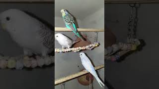 Bajri parrot 🦜🦜bajriparrot Baggies budgies parrot pets birdsvlogs birdslover virelvideo [upl. by Norehc]