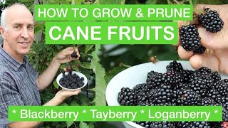 HOW TO GROW amp PRUNE CANE FRUITS  Blackberry Loganberry Tayberry – Full StepByStep Pruning Guide [upl. by Anah]