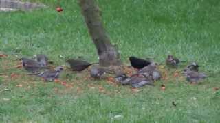 Fieldfares Feeding on Fallen Crab Apples [upl. by Attenaj]