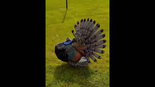 Ocellated turkeyrameezhafeez privetminizoo petsplanet petshop animallover [upl. by Seidnac697]