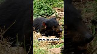 🐾 El Demonio de Tasmania en Acción🍖  ¡Fuerza Descomunal al Comer ⚡ animals curiosidades [upl. by Adniram518]