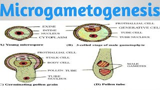 Microgametogenesis Development of male Gametophyte class12 biology [upl. by Corbet922]