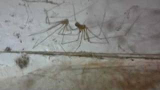 Daddylonglegs hatchlings leaving the eggsac [upl. by Nwahsad]