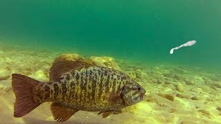 Sight Fishing Smallmouth Bass [upl. by Dnartreb]