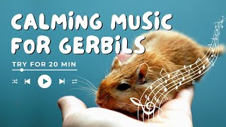 Music for Gerbils to Relax How To Calm Anxious or Stressed Gerbil [upl. by Aiciram733]