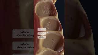 Alveolar nerves key sensory pathways for teeth gums and oral health [upl. by Tiff]