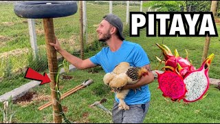 TUDO SOBRE A PITAYA  COMO CUIDAR FAZER O SUPORTE PLANTAR e CULTIVAR  Henrique Buttler [upl. by Ardiekal790]