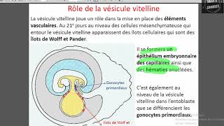 vesicule vitelline et diverticule allontoidien [upl. by Llehcram]