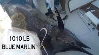 1000 LB bLUE MARLIN TOURNAMENT CATCH  Billfish Movement TV 047 [upl. by Stan]