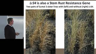 The contribution of the wheat leaf rust resistance gene Lr34 to multipest resistance [upl. by Naugan]