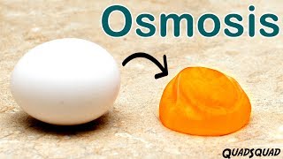 Eggs and Osmosis  A Fun Science Experiment [upl. by Drof]