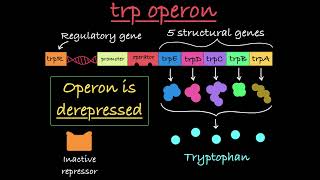 The trp Operon Explained [upl. by Lynette634]